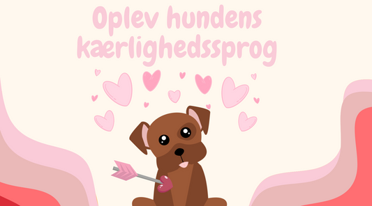 Hvad er hundens kærlighedssprog? 🐶💕