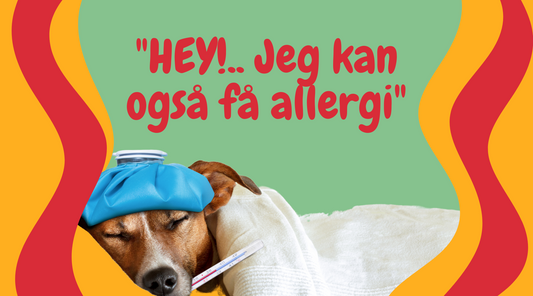 Håndtering af Fødevareallergi hos Hunde