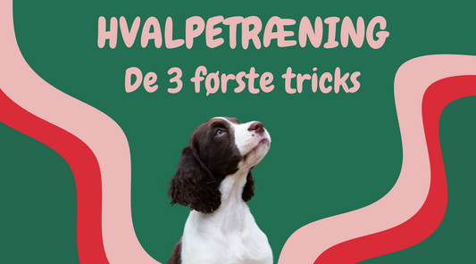 De Første 3 Tricks: En Guide til Hvalpetræning