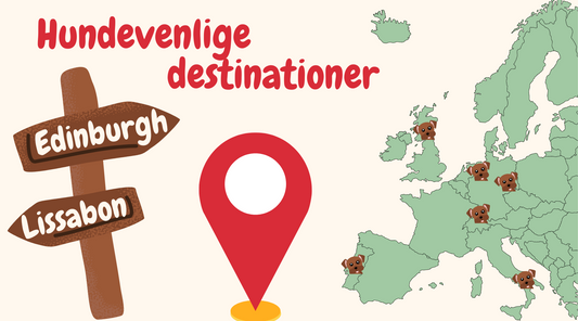 De Bedste Hundevenlige Destinationer i Europa