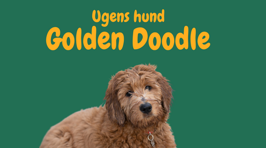 Ugens Hund: Den Forunderlige Golden Doodle