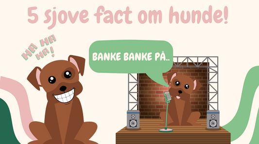5 Sjove Facts Om Hunde, Der Vil Overraske og Begejstre Dig