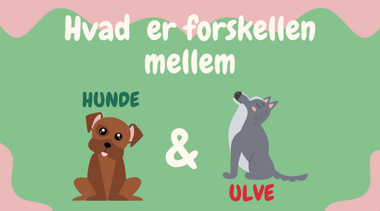 Fra Vild til Tam: Forstå Forskellene Mellem Hunde og Ulve