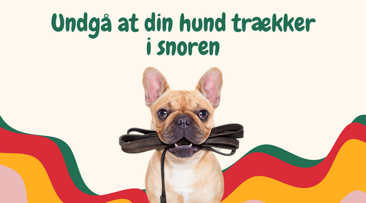 Sådan undgår du at din hund trækker i snoren! 🐶💪