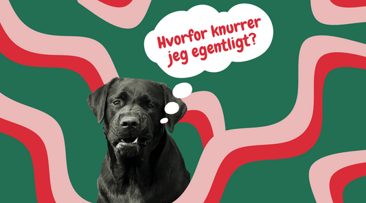 Hvorfor knurrer hunde?🐶