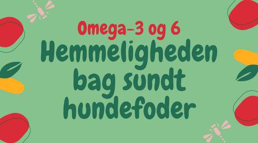 Omega-3 og Omega-6: Nøglen til Din Hunds Sundhed og Velvære