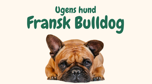 Fransk bulldog: En loyal og kærlig hunderace