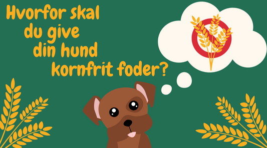 Kornfrit hundefoder: Yummy og sundt valg til din hund