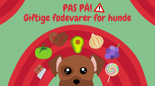 Pas På: Hvad Din Hund Ikke Må Spise!