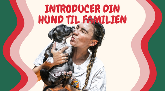 Velkommen Hjem: Sådan Introducerer Du Din Nye Hund Til Familien