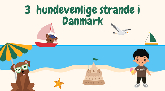 De Bedste Hundevenlige Strande i Danmark