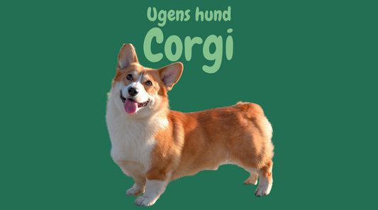 Corgi raceinformation: temperament og pleje