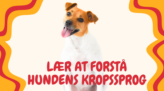 Guide til Hundens Kropssprog: 100 Signaler Du Skal Forstå for at Tyde Din Hunds Følelser og Adfærd