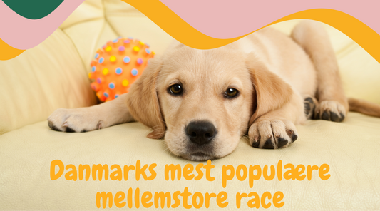 Fejring af Danmarks Favorit: Labrador Retrieveren 🐾
