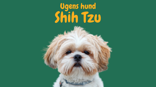 Opdag den fortryllende Shih Tzu: En guide til en af de bedste selskabshunde 🐶