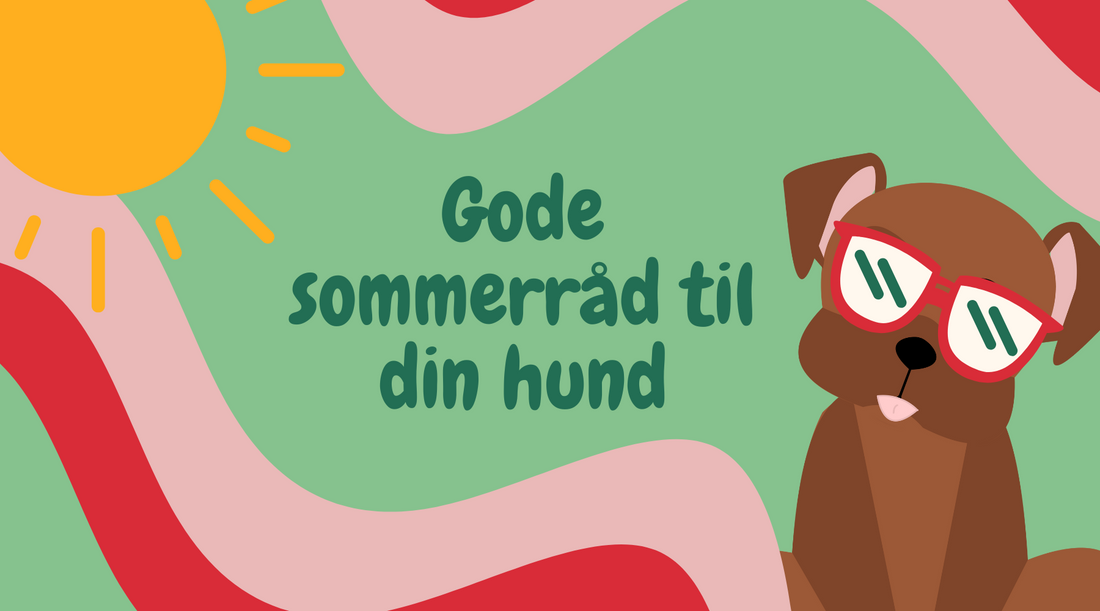 Sommer med Din Hund: Essentielle Tips og Råd til Hundeejere