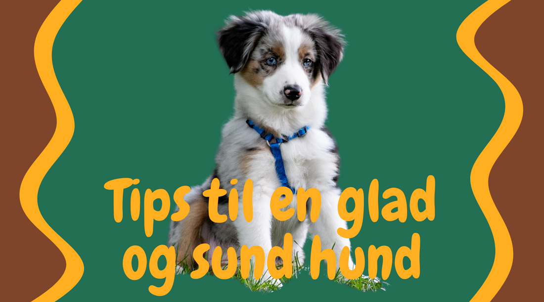 Tips til en sund hund: Hvordan du sikrer din hund et langt og lykkeligt liv