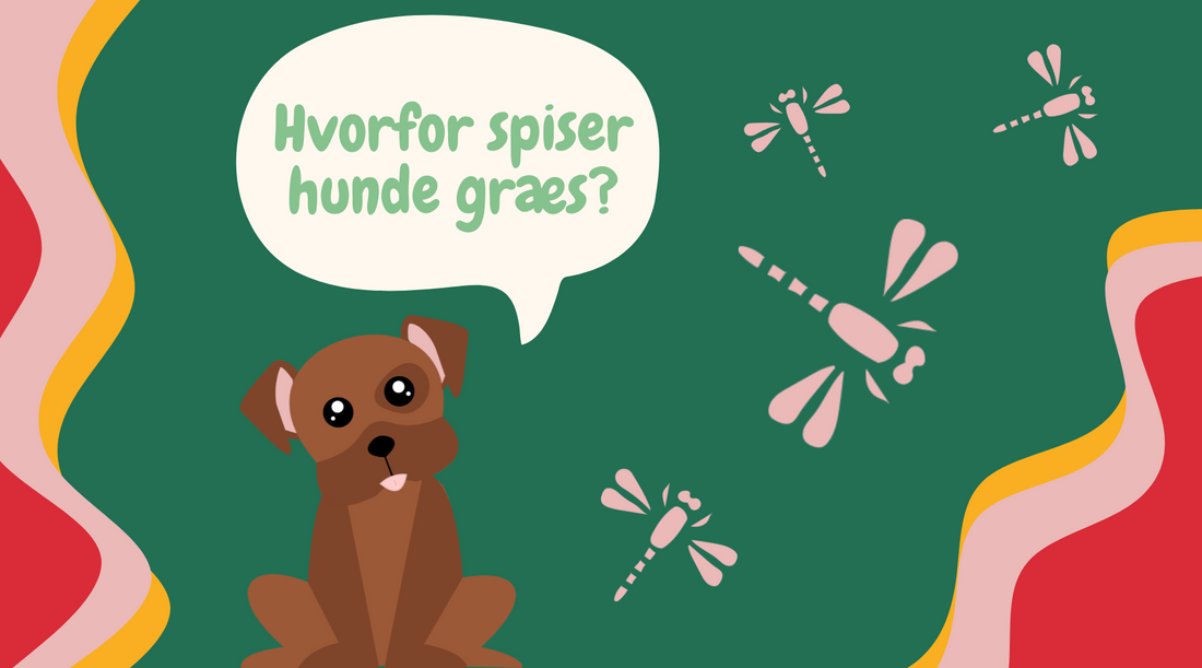 Hvorfor spiser hunde egentlig græs? 🌿💚