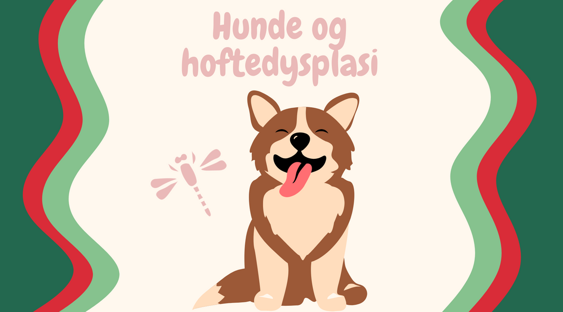 Alt om Hoftedysplasi hos Hunde: Fra Symptomer til Forebyggelse 🐾🦴