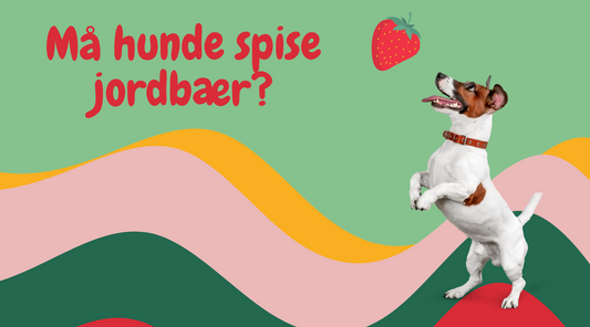 Må Hunde Spise Jordbær? En Guide til Hundevenlige Frugter 🍓🐶